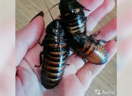 Волгоградцам предлагают купить крупных тараканов по 50 рублей за штуку